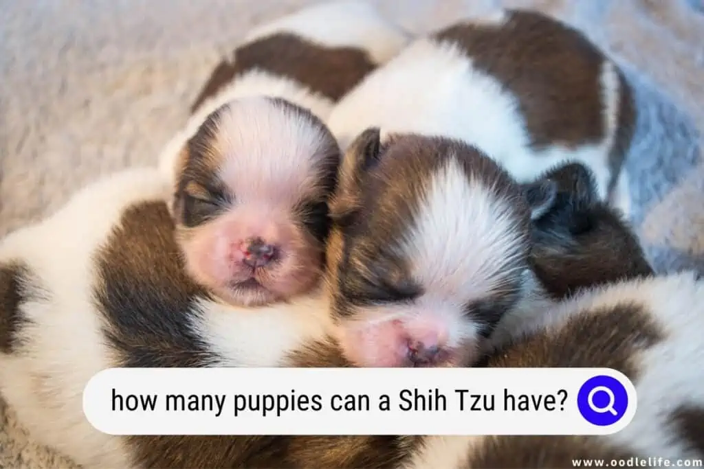 how many puppies can a Shih Tzu have
