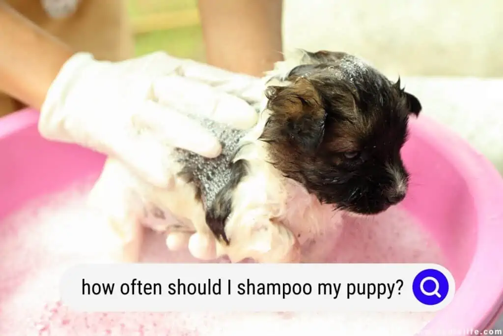 how often should I shampoo my puppy