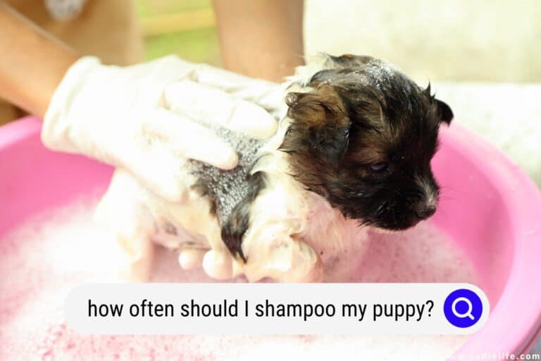 How Often Should I Shampoo My Puppy? Oodle Life