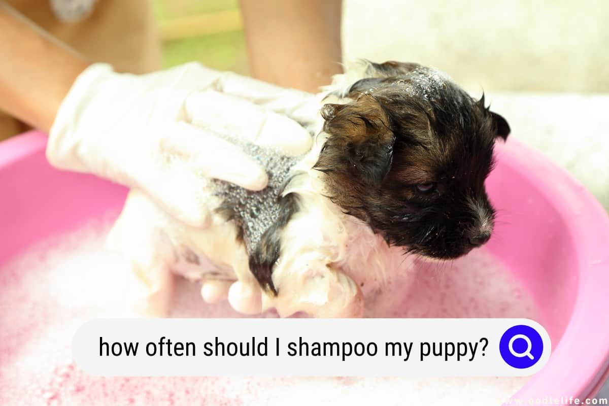 How Often Should I Shampoo My Puppy Oodle Life how-often-should-i-shampoo-my-puppy-oodle-life