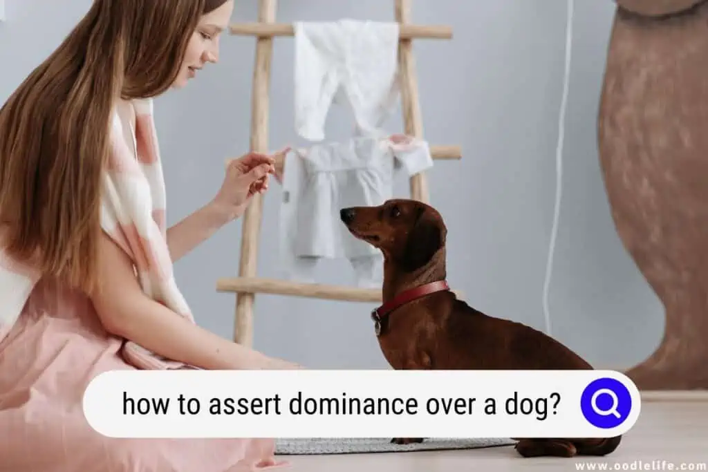 how to assert dominance over a dog