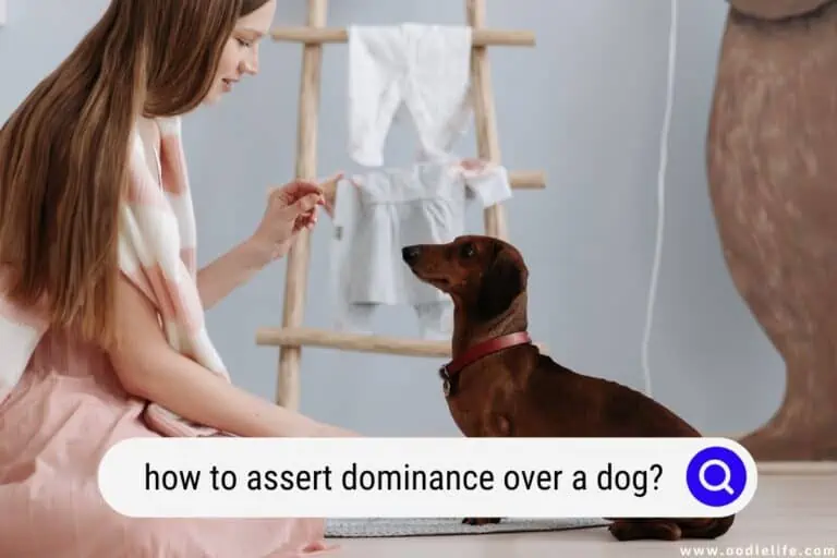 How To Assert Dominance Over a Dog? (Ethically)