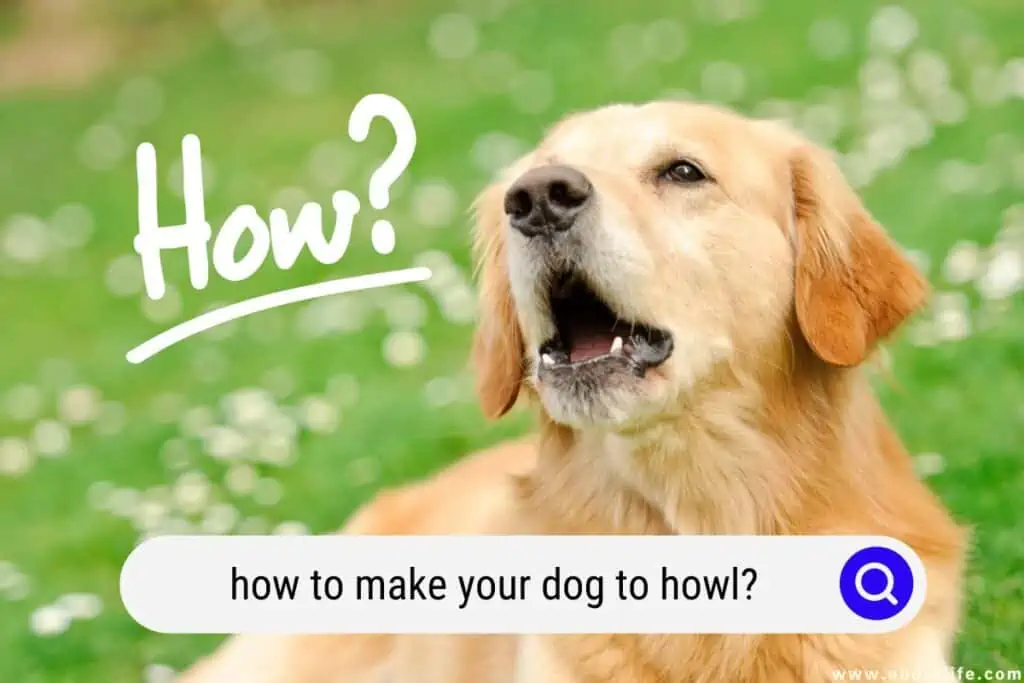 how to make your dog to howl