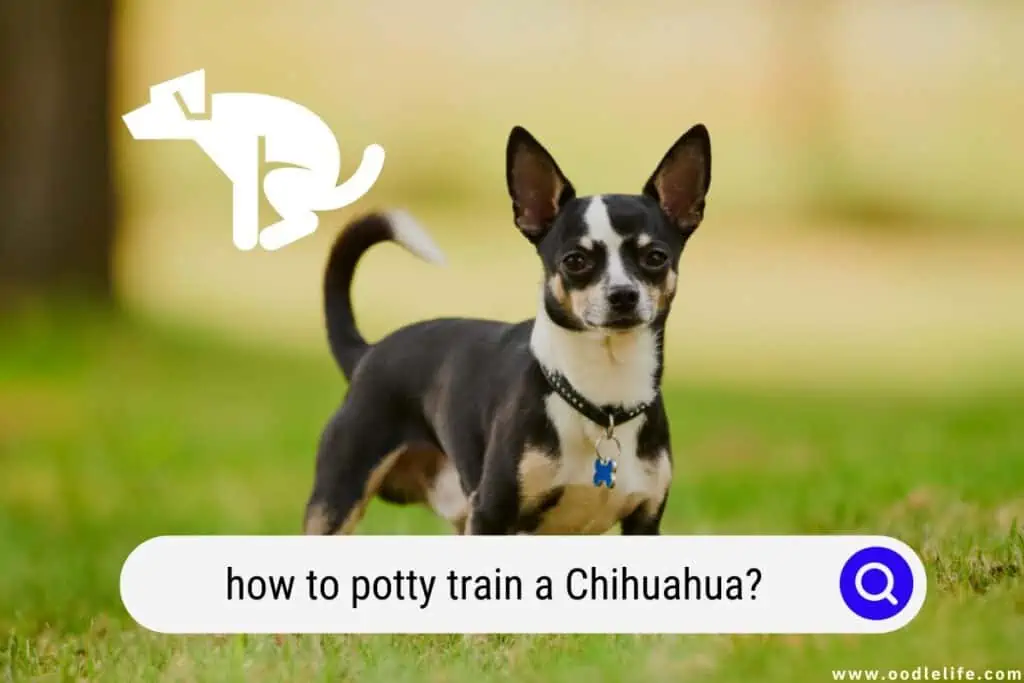 how to potty train a Chihuahua