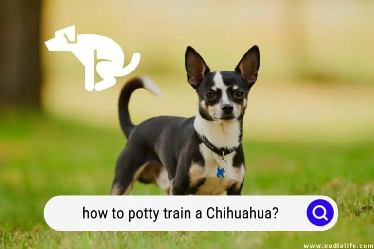 How To Potty Train a Chihuahua? (Steps) 