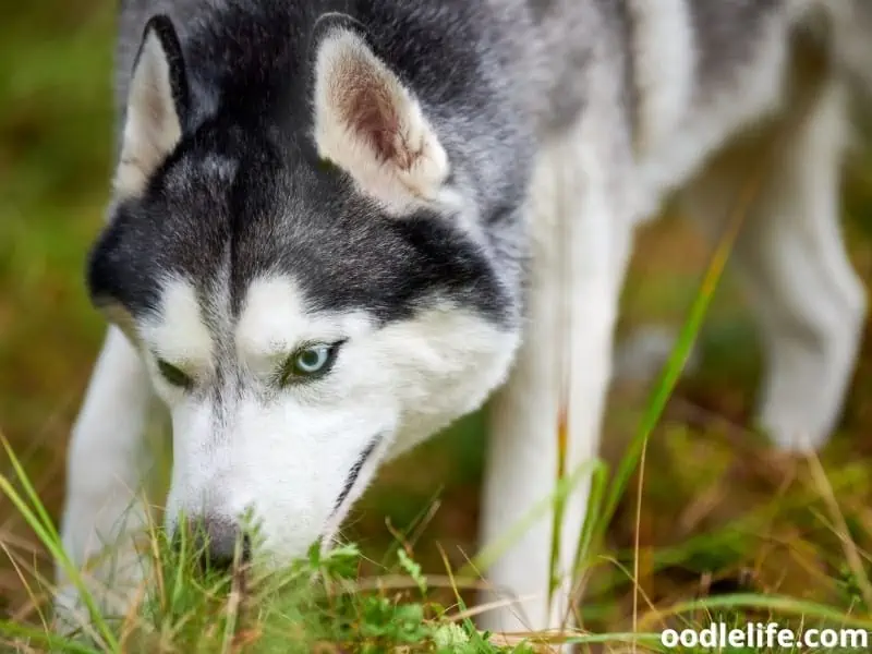 Husky dig and sniff