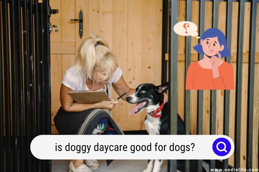 is doggy daycare good for dogs