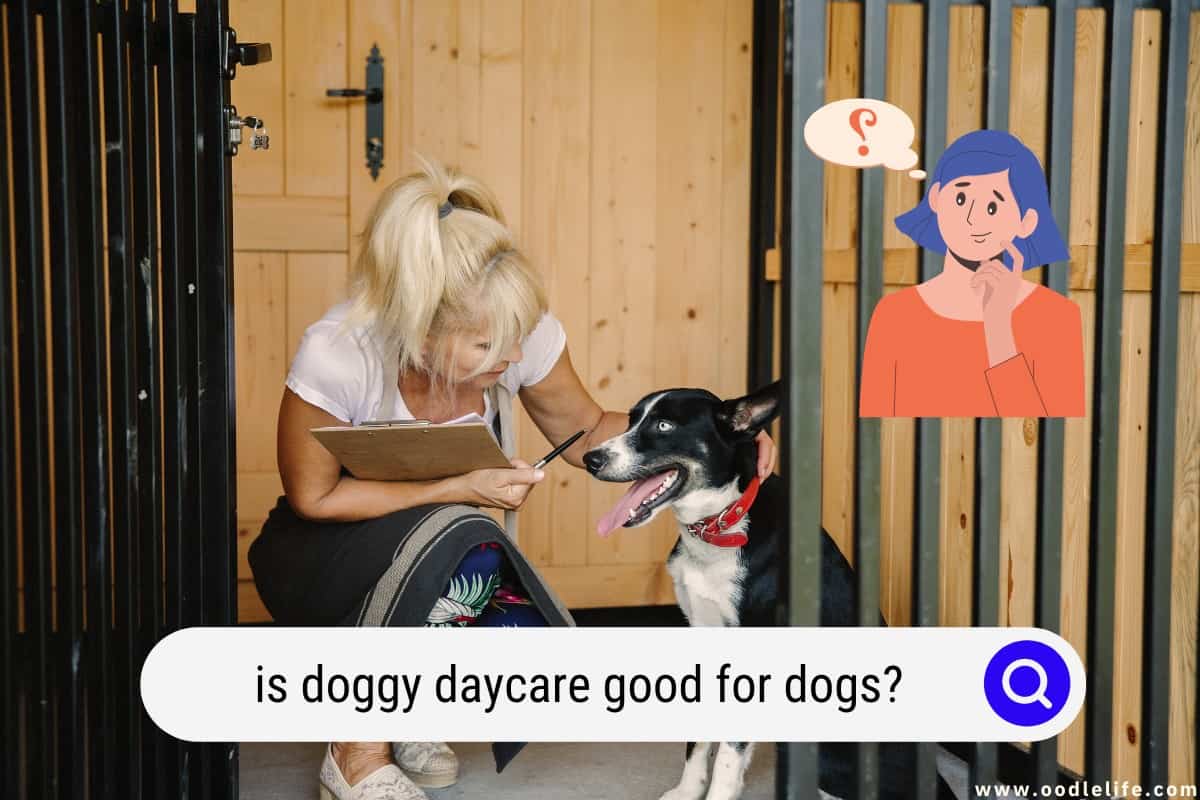 Is Doggy Daycare Good For Dogs? (Not Always…) Oodle Life