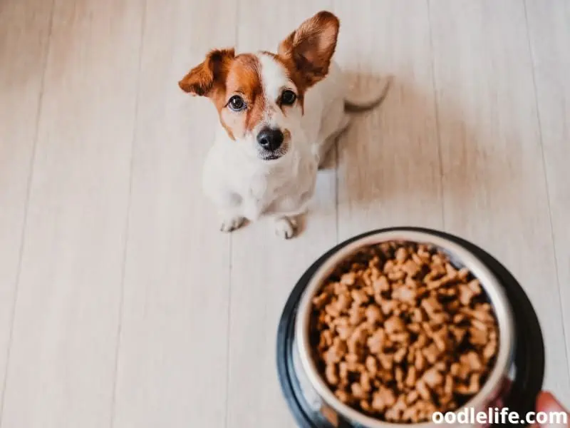 Jack Russell Terrier food