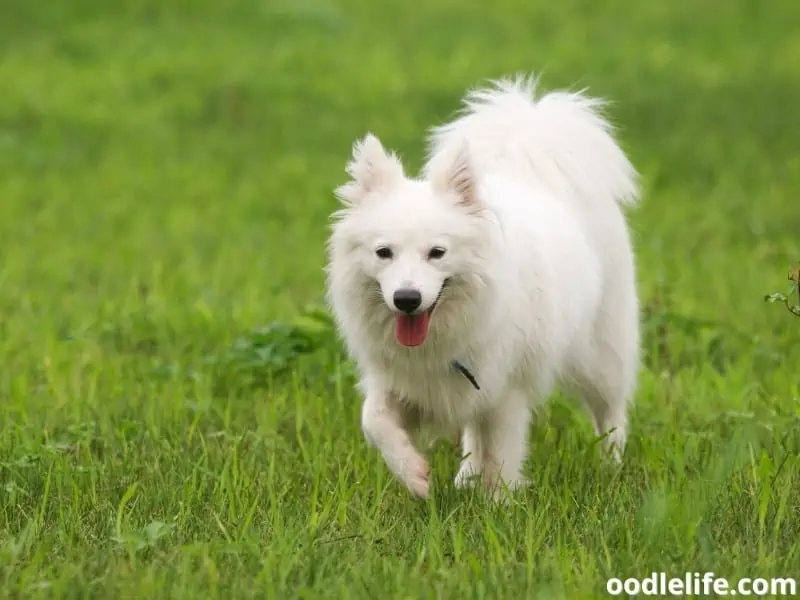 Japanese Spitz plays outdoors