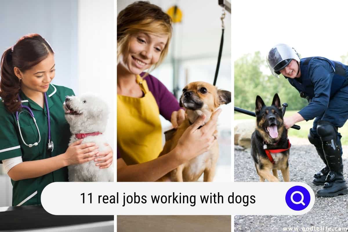 11 Real Jobs Working With Dogs (2024) Oodle Life