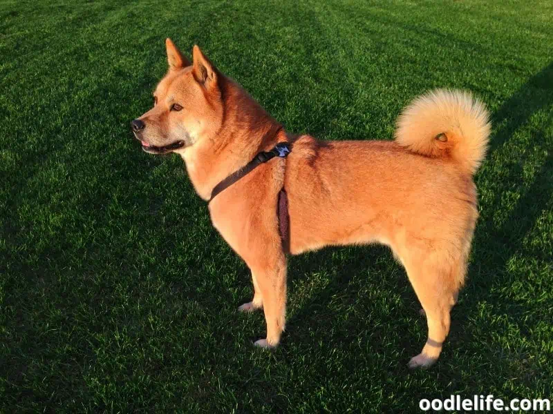 Korean Jindo stands at the park