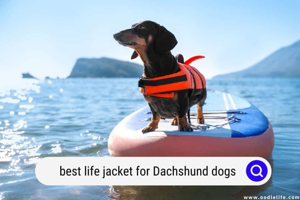 life jacket for Dachshund