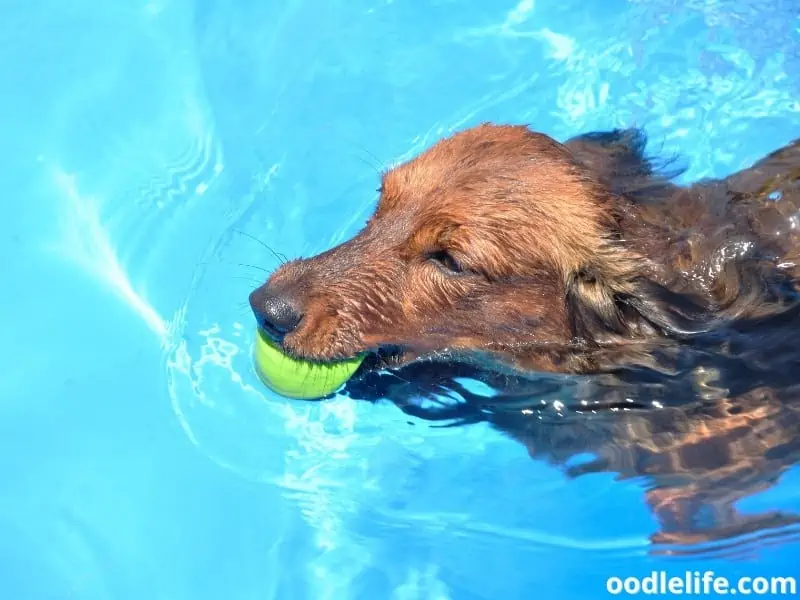 long-haired Dachshund swims with a ball