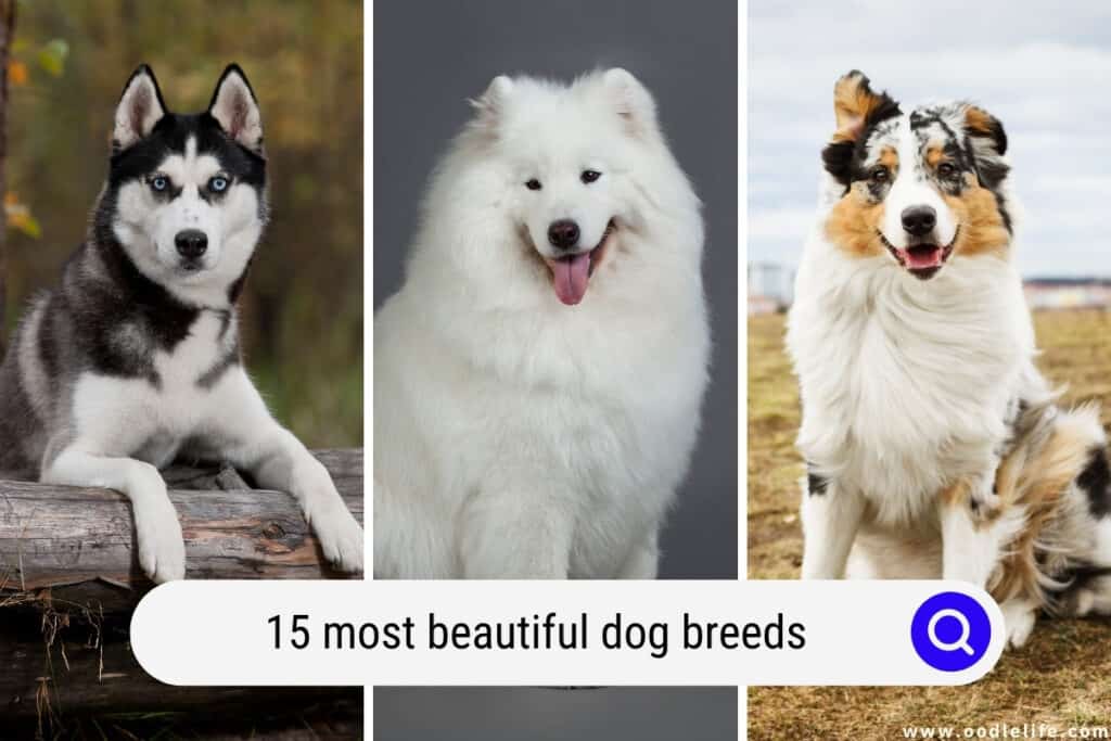 most beautiful dog breeds