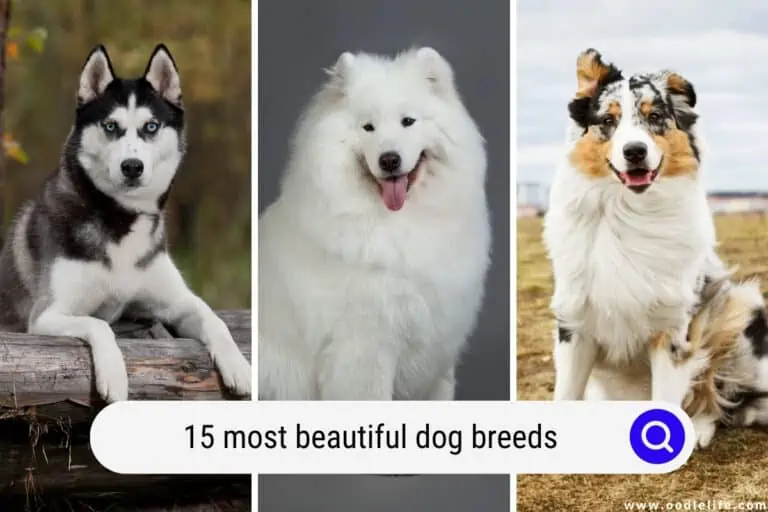 15 Most Beautiful Dog Breeds (with Pictures)