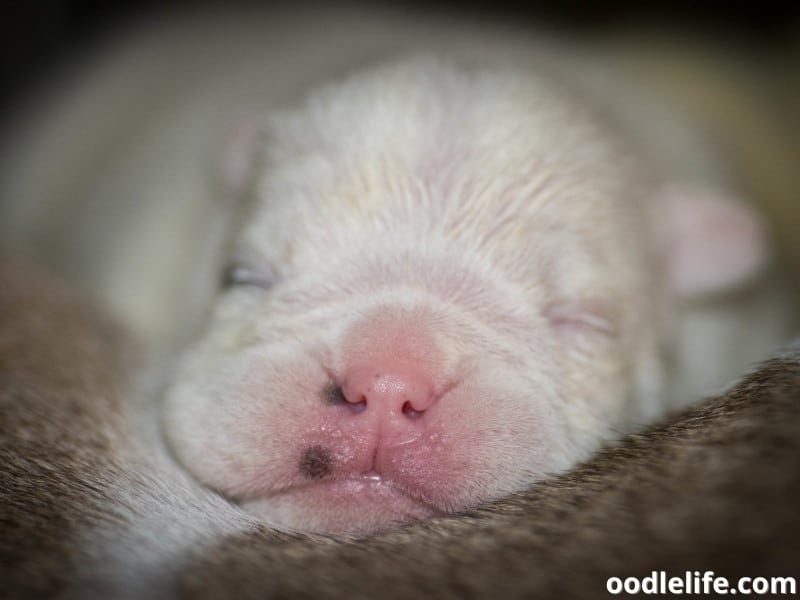 newborn English Bulldog puppy