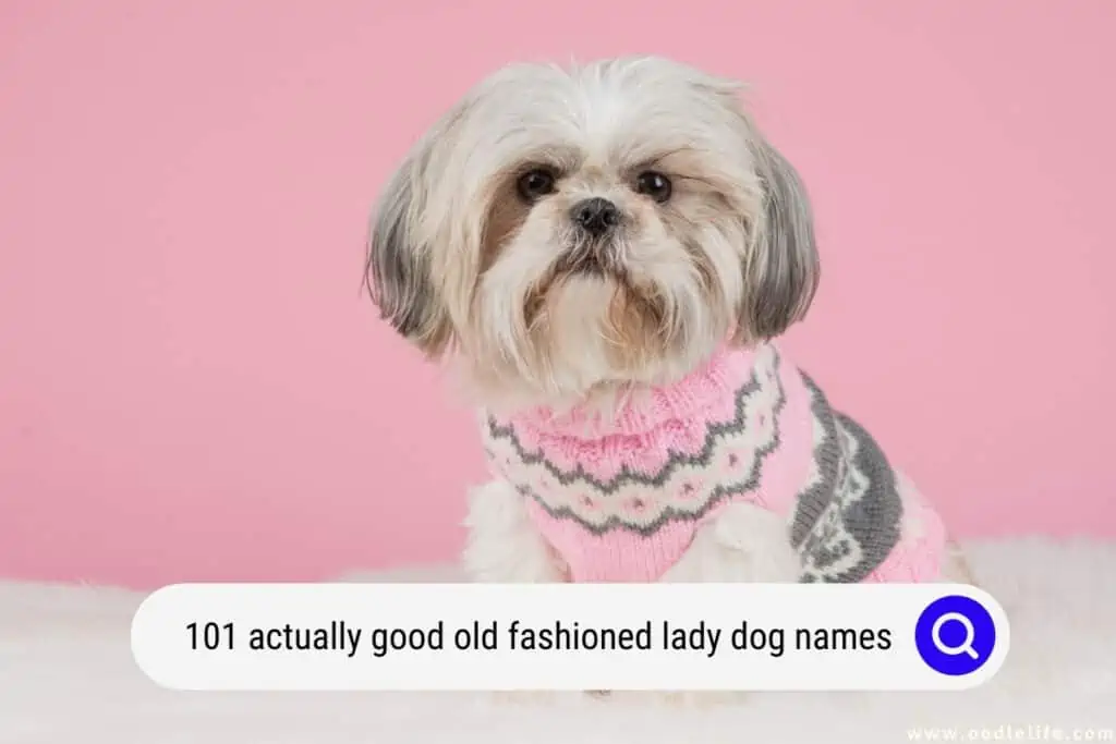 101 Actually Good Old Fashioned Lady Dog Names Oodle Life 101-actually-good-old-fashioned-lady-dog-names-oodle-life