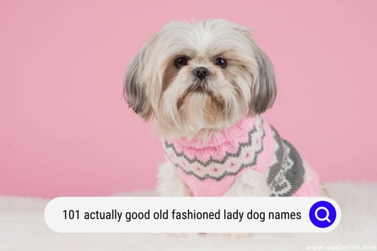 101 Actually Good Old Fashioned Lady Dog Names