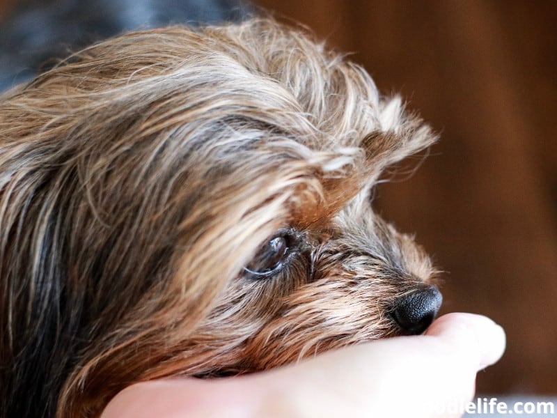 owner petting a Yorkie Poo