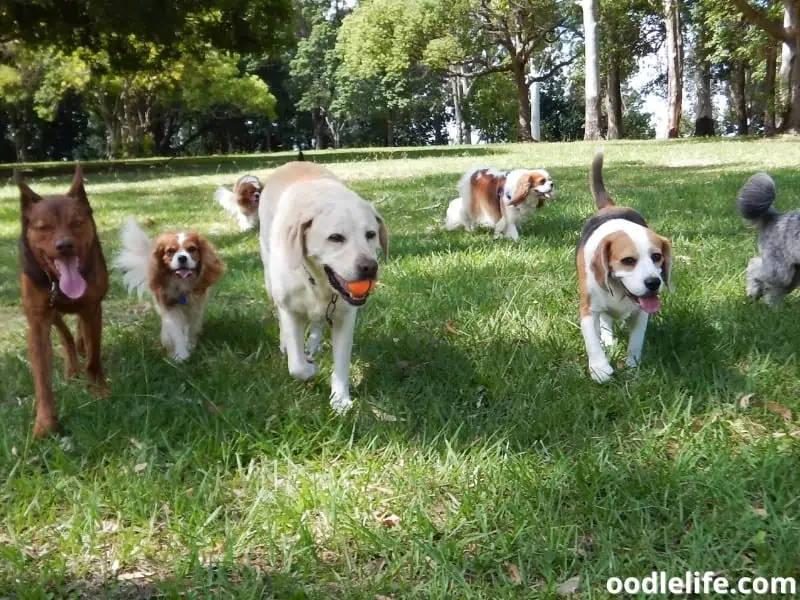 pack of dogs at the park