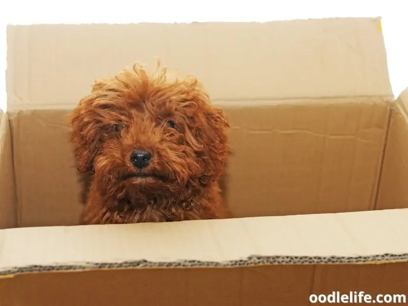 Poodle inside a box