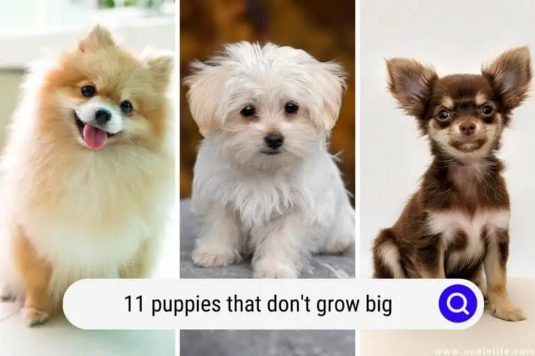 puppies that don't grow big