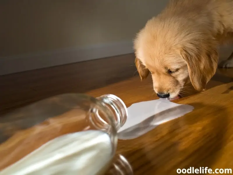 puppy drinks spilled milk