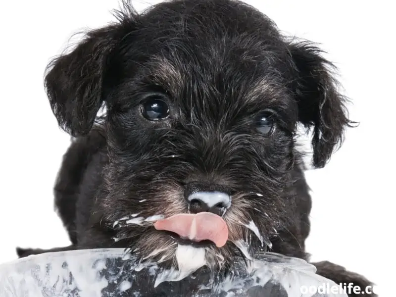 puppy eats excess yogurt