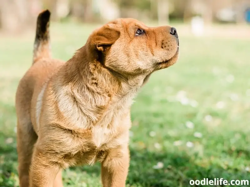puppy looks curious around the surroundings