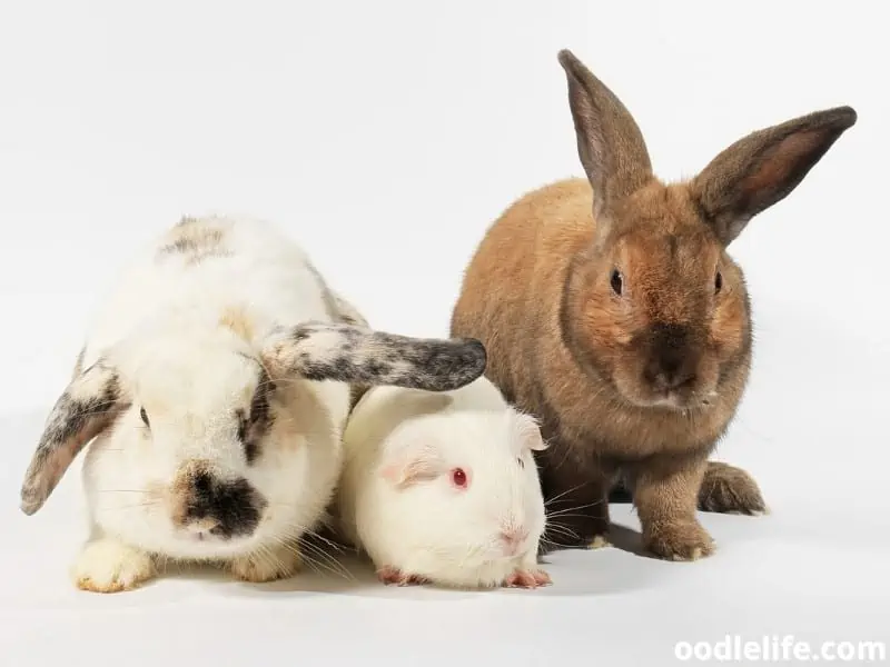 rabbits and a guinea pig