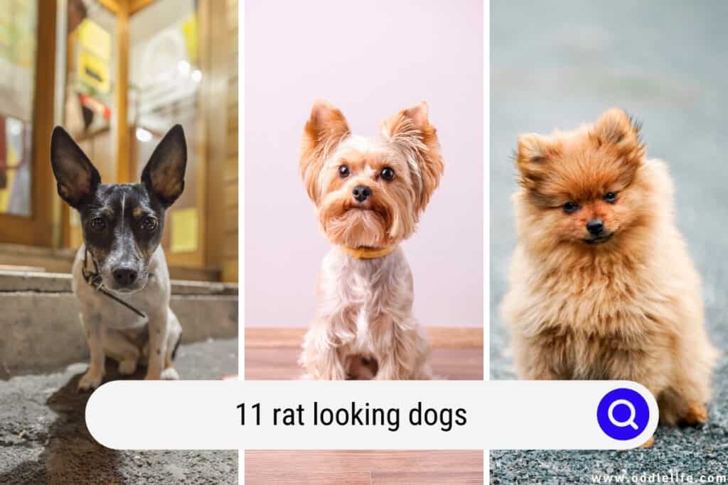 rat looking dogs
