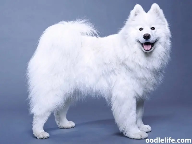 Samoyed on a plain background