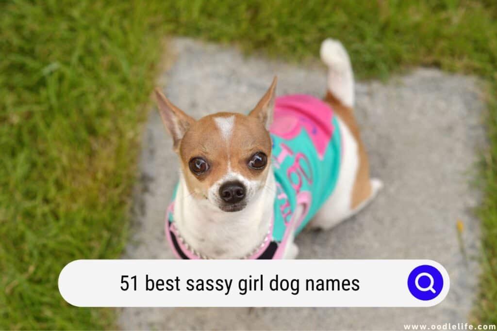 sassy girl dog names
