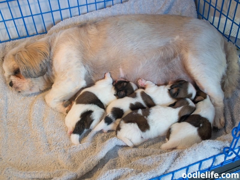 Shih Tzu breastfeeding puppies