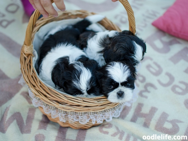 Shih Tzus in basket