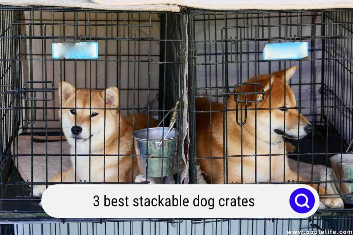 3 Best Stackable Dog Crates (2024 Update) OodleLife®