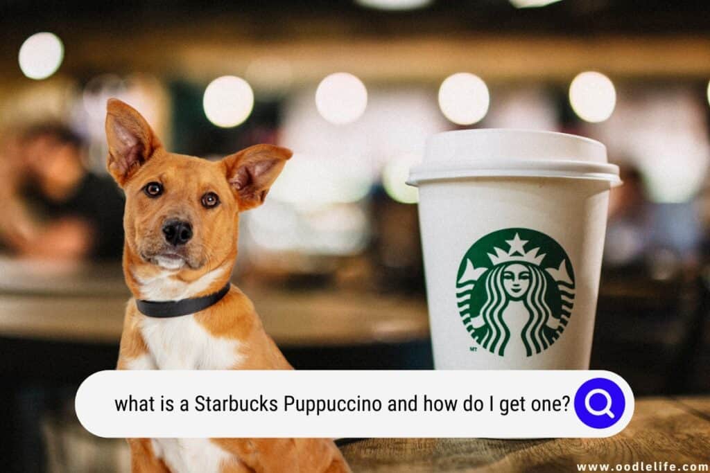 What Is A Starbucks Puppuccino, And How Do I Get One? - Oodle Life