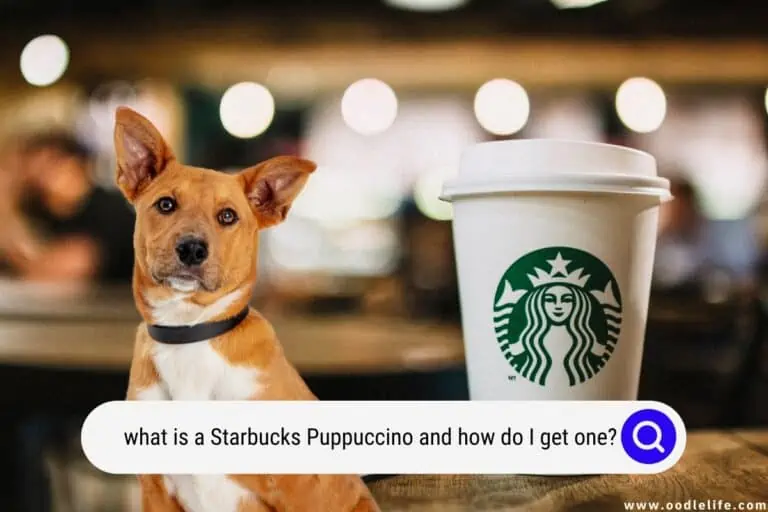 What Is A Starbucks Puppuccino, And How Do I Get One?