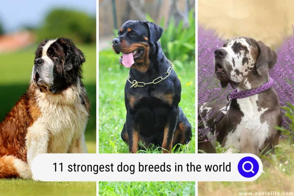 strongest dog breeds