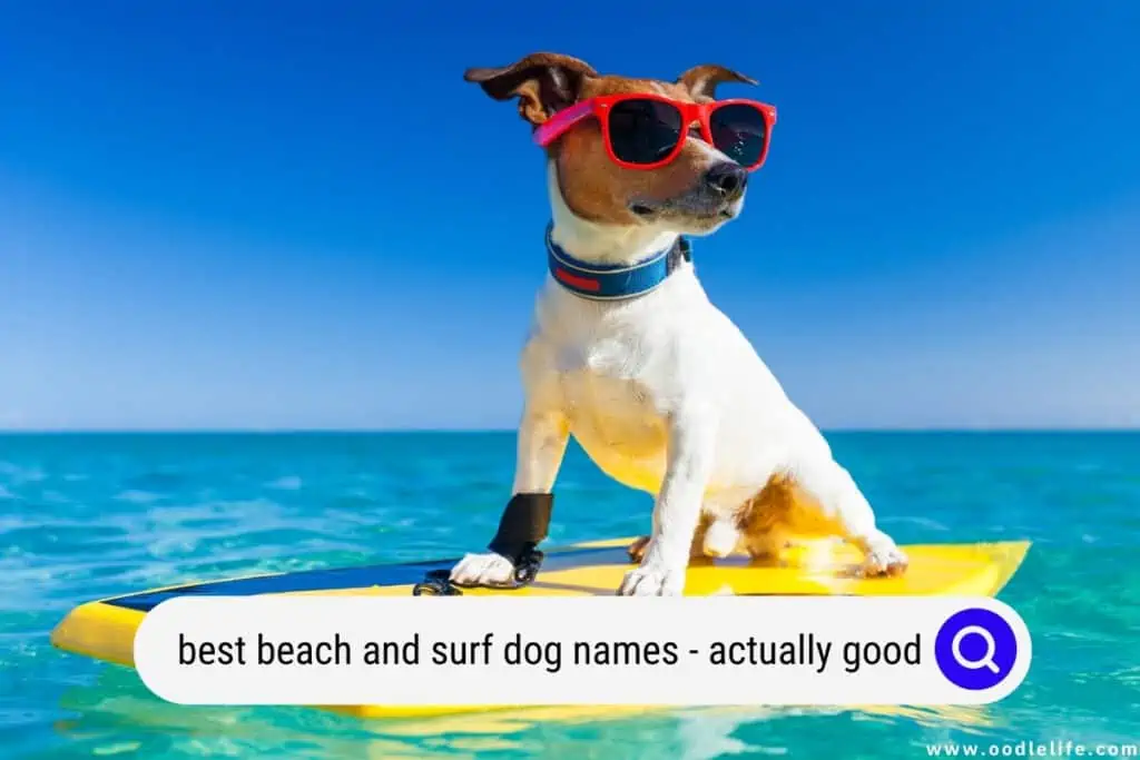 surf dog names