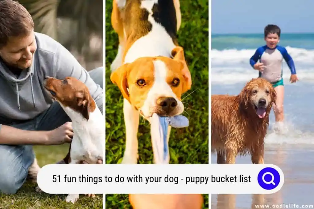 things to do with your dog