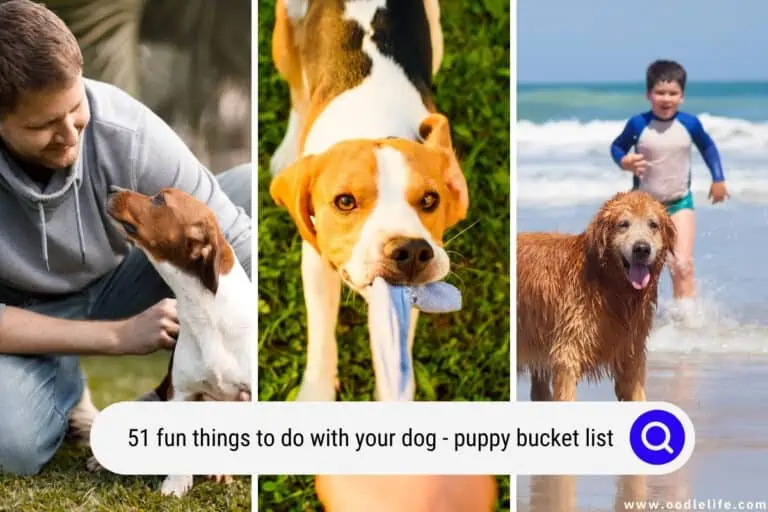 51 Fun Things To Do With Your Dog (Puppy Bucket List)