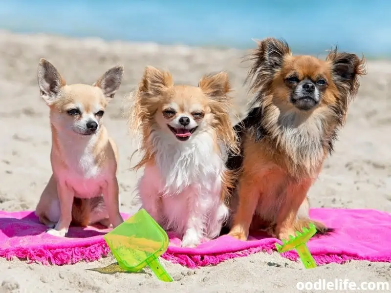 three Chihuahuas enjoys sun at the beach
