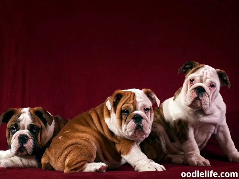 three English Bulldogs together