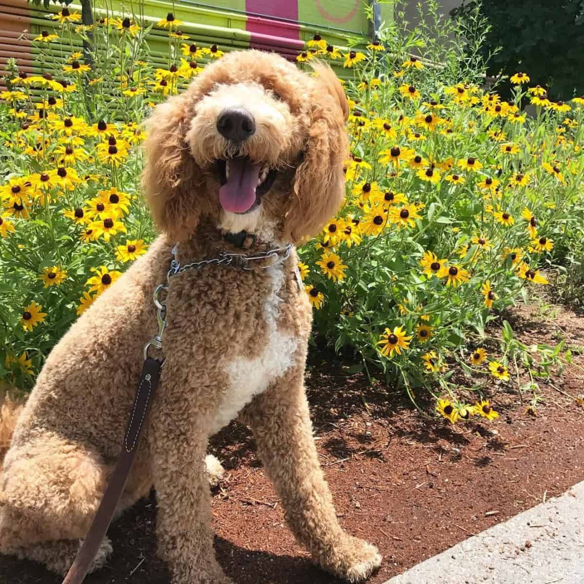 tongue out Goldendoodle with flowers background