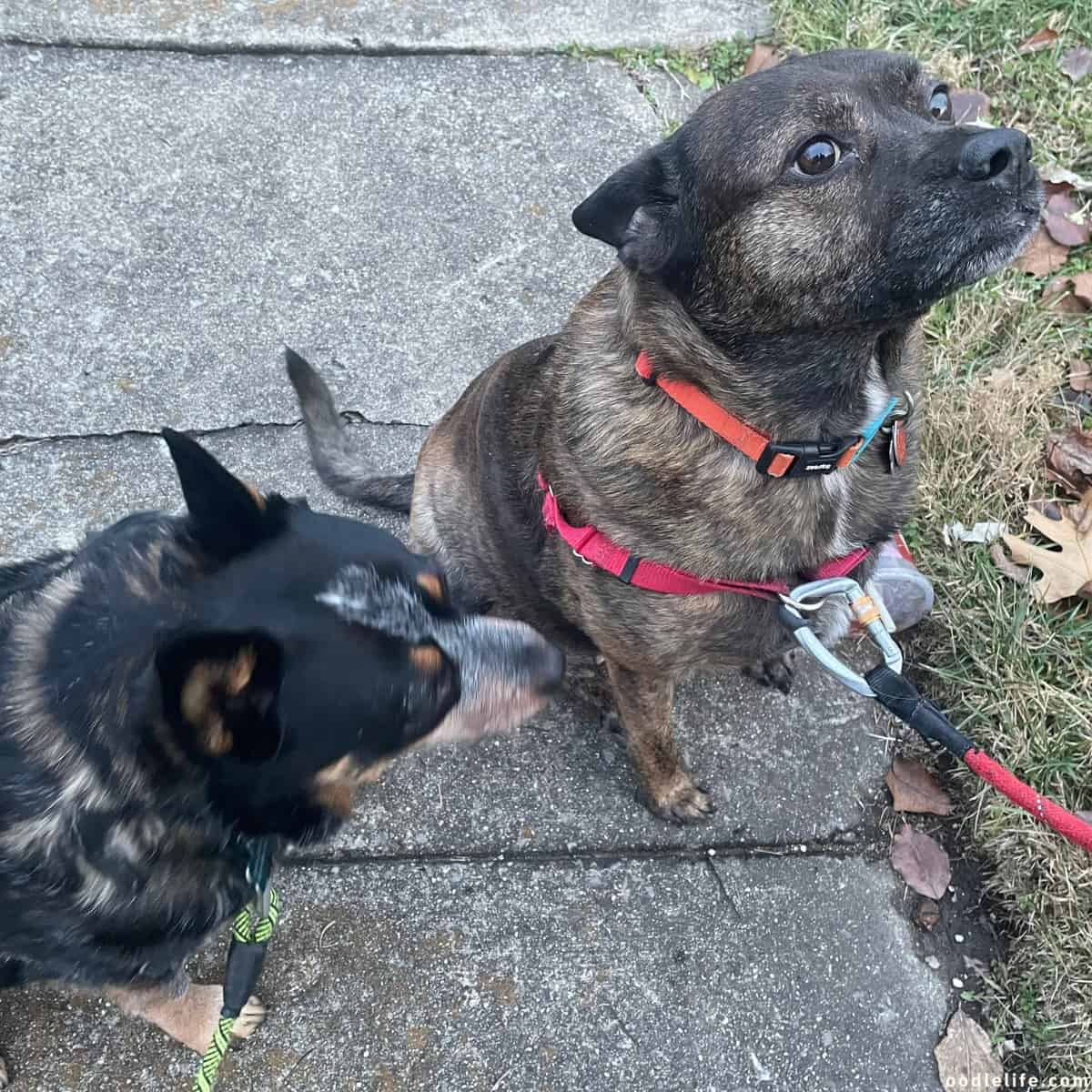 two dogs stop walking