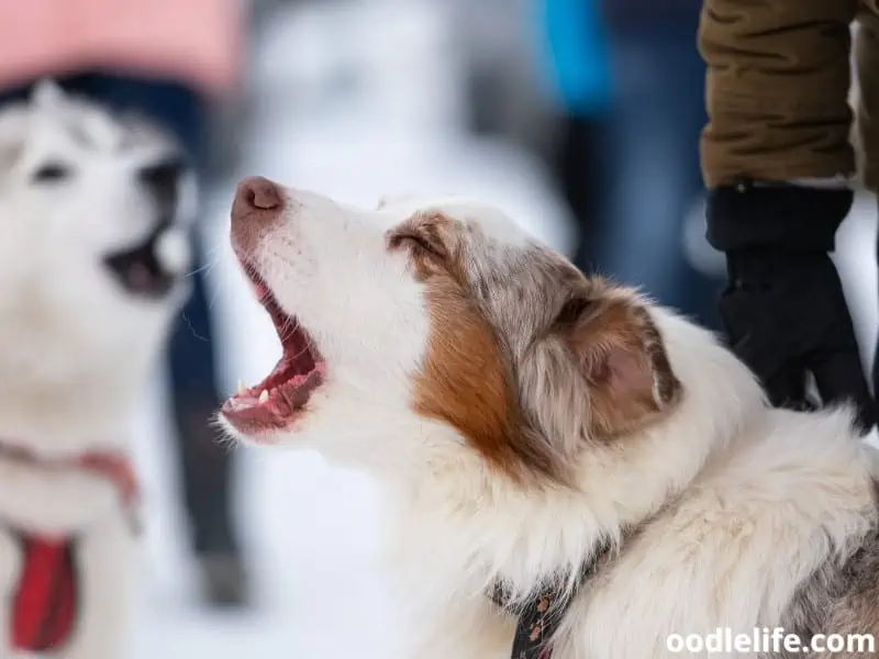 two Huskies howling together