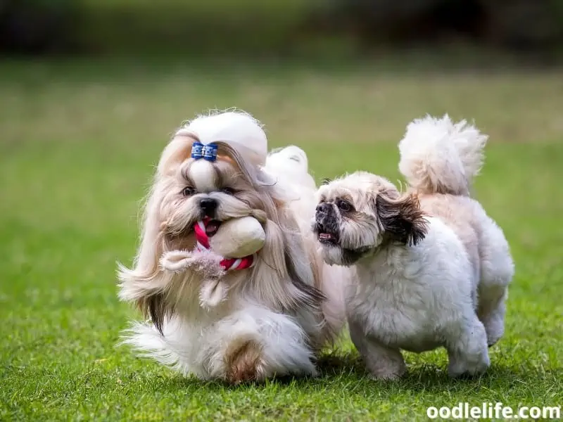 two Shih Tzus play