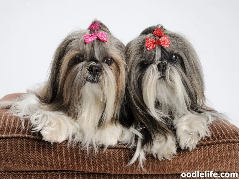 two Shih Tzus sit on a couch
